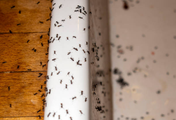 Best Mosquito Control Services  in Brigantine, NJ